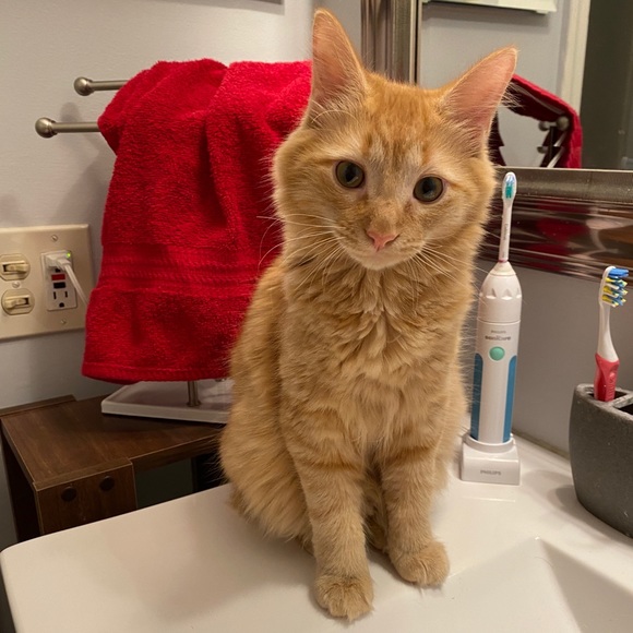 Meet your Posher, Victoria - Picture 5 of 6